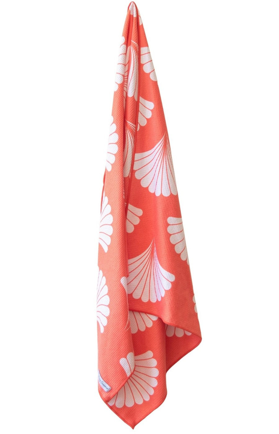 Sea Shells in Coral